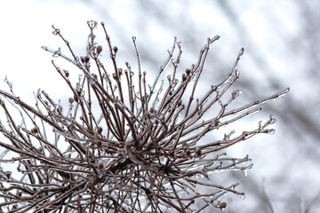 Icicles on icy tree branches. temperature swing season and winter weather in autumn
