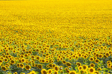 large field of blooming sunflowers. Agronomy, agriculture