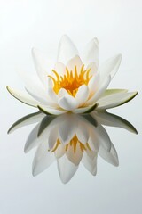 Fototapeta premium Watercolor artwork shows a solitary lotus flower afloat on water, accompanied by the gentle disturbance of ripples around it