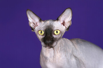 A striking hairless Sphynx cat with vivid yellow eyes gazes forward against a vibrant purple...