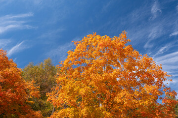 Colorful autumn nature. Canopies of yellow forest trees in fall season