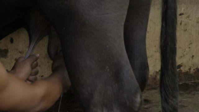 Hand Milking a Cow - Step-by-Step Guide