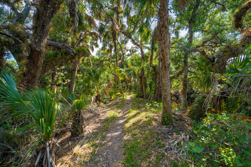 Trail footpath in tropical jungles with green palm trees and wild vegetation in southern Florida....