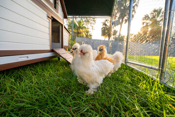 Young chicks in poultry hen house with green grass in backyard garden