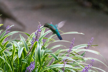 colibrí en la naturaleza © GABRIELA