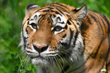 tiger in the zoo