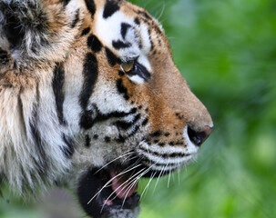 portrait of a tiger