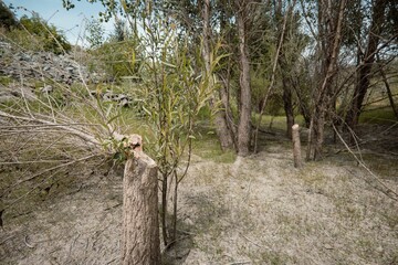 Several trees with fresh, distinct marks of beaver