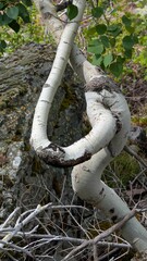 Twisting Aspen Branches in Forest