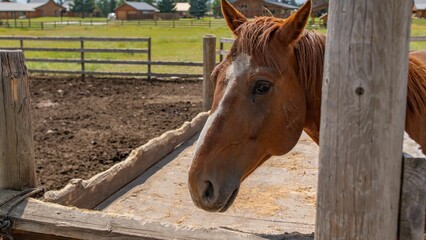 Brown Horse in Rustic Pen