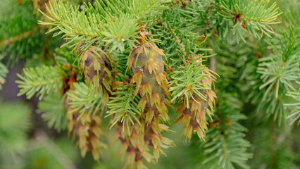 Close-up of pine needles and cones in a forest