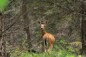 Deer in a lush forest setting