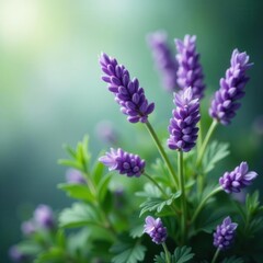Fototapeta premium Delicate lavender sprigs, soft petals, lush greenery , flower, aromatic, floral