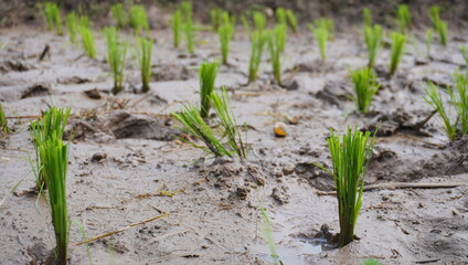 Rice seeds to be planted