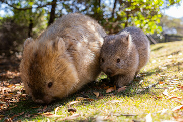 Two wombats grazing together on Maria Island, Tasmania

