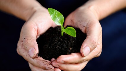 Hands cradling a new plant, symbol of growth and hope
