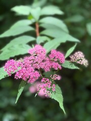 Butterfly flowers in the forest 