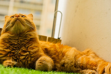 Curious ginger cat resting on furniture at home

