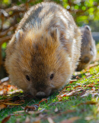 Wild wombat walking in natural grassland on Maria Island, Tasmania

