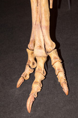dinosaurs skeleton