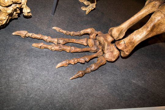dinosaurs skeleton
