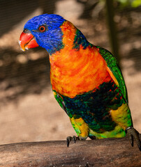 close up of lorikeet