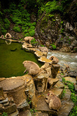 Group of Japanese macaques entering a natural hot spring in Nagano, Japan

