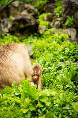 Mother monkey protecting her baby in Japanese monkey park

