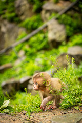 Baby Japanese macaque alone in monkey park, Japan

