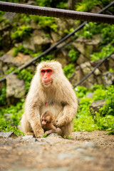 Mother monkey protecting her baby in Japanese monkey park

