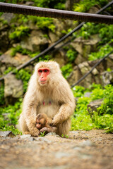 Mother monkey protecting her baby in Japanese monkey park

