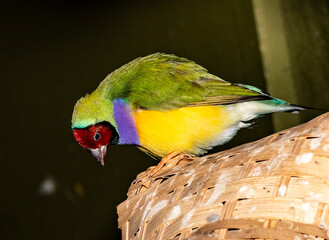 The Gouldian finch from Australia
