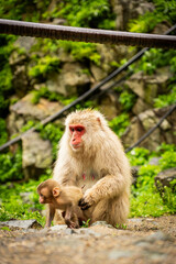 Mother monkey protecting her baby in Japanese monkey park


