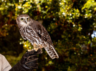 alert owl