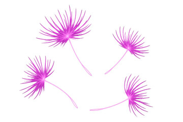 Obraz premium Pink tropical leaves falling diagonally, floating freely against transparent backdrop with soft botanical movement