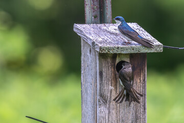 Pair of tree swallows on a bird house.