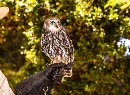 alert owl