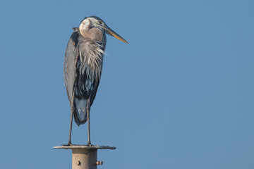 Great blue heron perched in profile on top of a post.