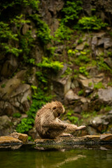 Japanese macaque sitting by natural hot spring pool at Jigokudani Monkey Park, Nagano, Japan

