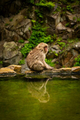 Japanese macaque sitting by natural hot spring pool at Jigokudani Monkey Park, Nagano, Japan

