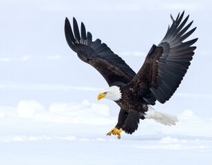 Obraz premium Majestic bald eagle in powerful flight, wings wide and talons extended, poised above a pure white snowy landscape.