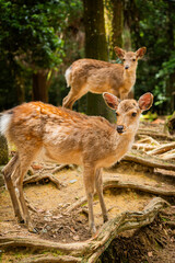 Sika deer near traditional Japanese temple in Nara Park

