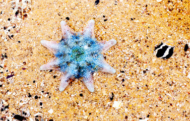 litte starfish