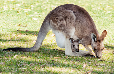 Kangaroo with baby in pouch.