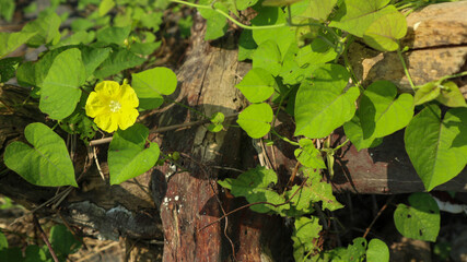 A small, wild green leaf plant, Arachis pintoi, also known as pinto beans or ornamental beans, is a popular ground cover plant.	

