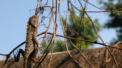 Low angle view of iguana on tree with sky background, iguana basking in the sun with sky background, high quality and clear photo	
