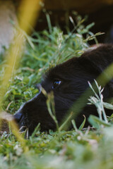 Relaxed Dog in Natural Light