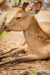 Curious sika deer standing alert in Nara Park, Japan

