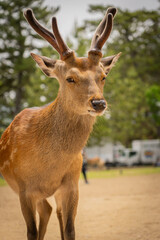Curious sika deer standing alert in Nara Park, Japan

