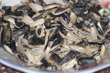 Sunflower Seed Shells Close Up